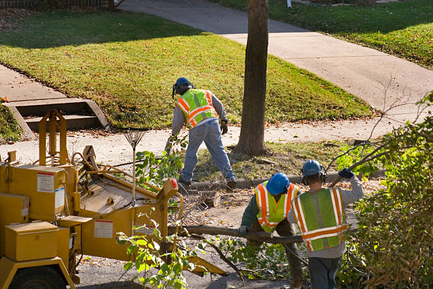 Reliable Sherman, IL Tree Removal and Landscaping Services Solutions